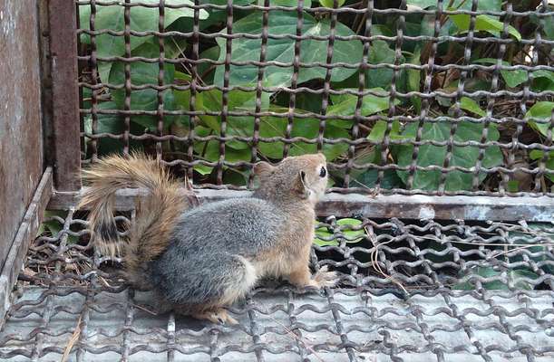تحویل، تیمارداری و رهاسازی سنجاب ایرانی در عرصه های طبیعی استان اصفهان