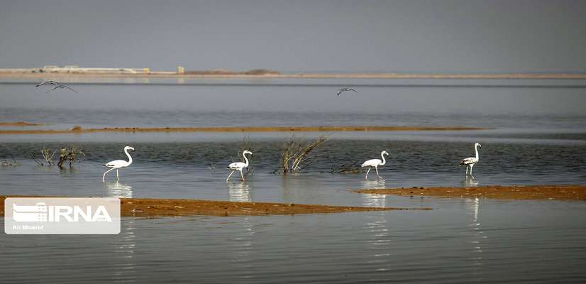 حکم معاونت حقوقی ریاست جمهوری درباره مالکیت تالاب‌ها؛سند تالاب‌ها به نام سازمان حفاظت محیط زیست و سازمان جنگل‌ها صادر می‌شود