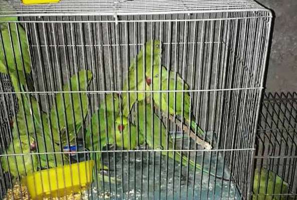 کشف 51 طوطی (ملنگو) در شهرستان نایین