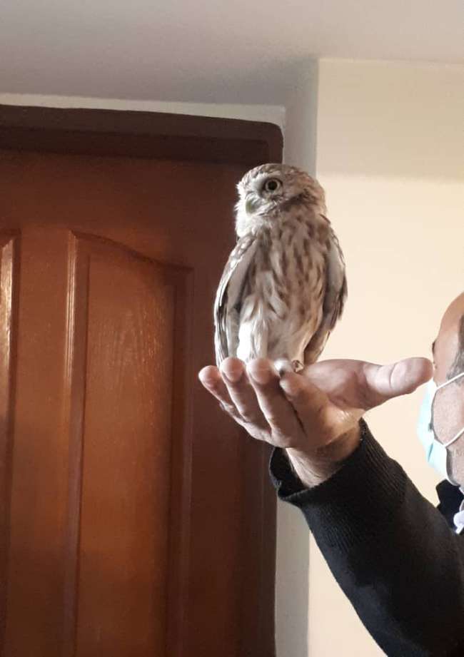 رها سازی یک جغد کوچک در شهرستان لنجان