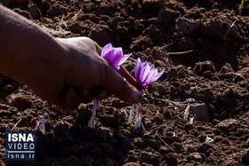 ویدئو / فصلی از برداشت طلای سرخِ ایران در خراسان جنوبی