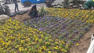 آغاز کاشت انبوه گلهای بهاری در سطح منطقه هشت