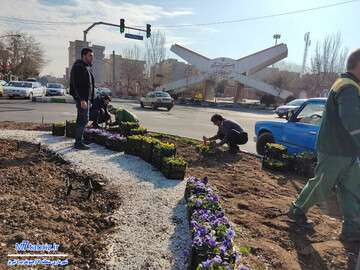 آغاز کاشت گل‌های بنفشه در جنوب غرب تبریز
