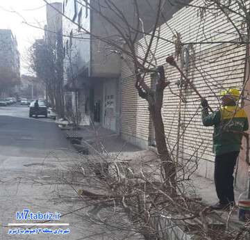 تداوم عملیات هرس‌کاری در جنوب غرب تبریز