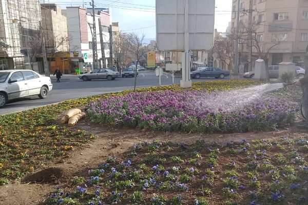 گل آرایی تبریز در آستانه عید نوروز/ کاشت میلیونی گل‌های بهاره
