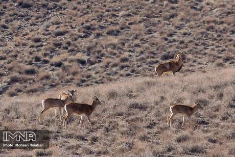 درگفت‌وگو با معاون محیط زیست طبیعی و تنوع‌زیستی محیط‌زیست استان اصفهان: چالش‌های حفظ گونه‌های حیات‌وحش چیست؟