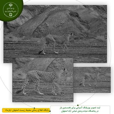 ثبت تصویر یوزپلنگ آسیایی برای نخستین بار در پناهگاه حیات وحش عباس آباد اصفهان