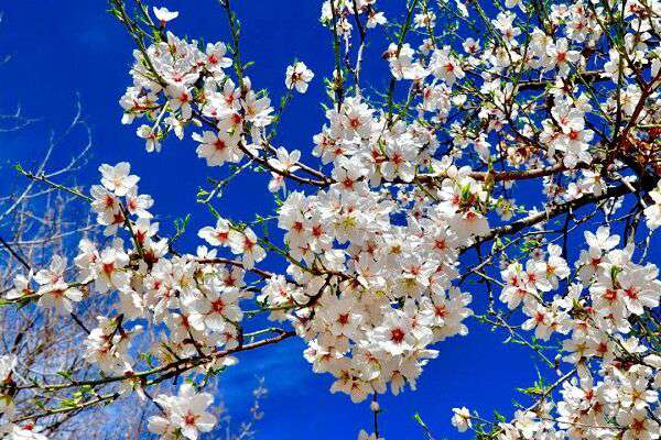 تنفس هوای پاک در هفتمین روز بهاری تهران