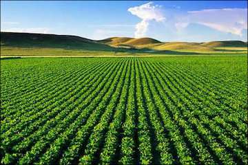 کاهش ۳۶ درصدی بارش سال زراعی جاری نسبت به بلند مدت در مازندران