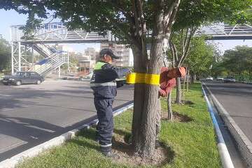 استفاده از نوارهای زرد رنگ در تنه درختان راهی موثر برای کنترل جمعیت آفات