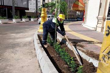 کاشت درخت و درختچه در خیابان جدیدالاحداث شهید علیپور