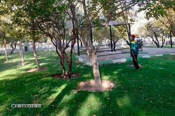 مرحله دوم سمپاشی درختان توسط شهرداری منطقه ۲