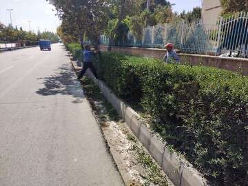 کیفی سازی وضعیت درختچه های سطح شهر با اجرای عملیات هرس و جوان‌سازی
