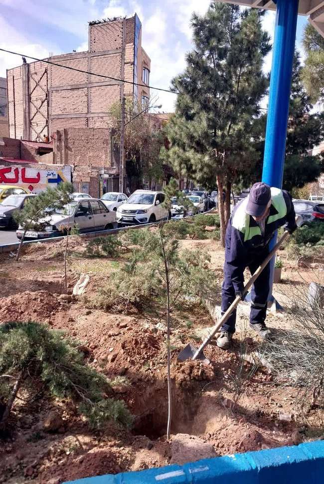 ساماندهی بلوار چایکنار با کاشت ۲۰۰ اصله نهال