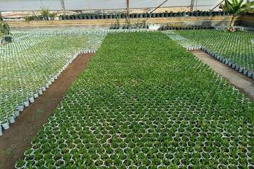 شهرداری منطقه ۱۰ تبریز با کاشت ۱۲۰ هزار گل بهاری به استقبال بهار می‌رود