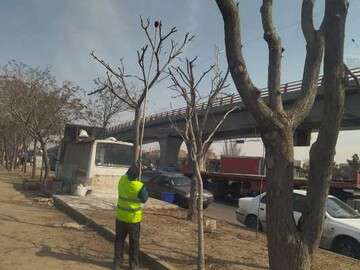 اجرای طرح هرس فرم درختان و بوته های جنوب غرب