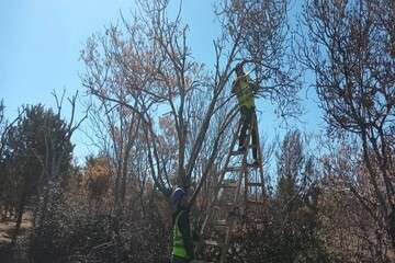 هرس درختان سطح حوزه شهرداری منطقه ۱۰ تبریز آغاز شد