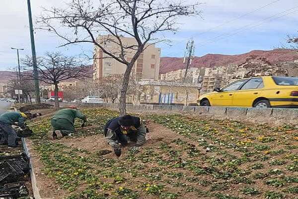 آغاز کاشت انواع گل بهاره در شرق تبریز