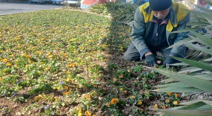 تدارک بهاری شهرداری منطقه ۳ تبریز با کاشت یک میلیون بوته‌گل زینتی