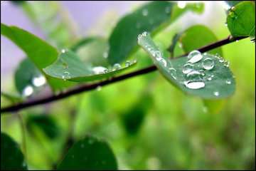 بارش باران و وزش باد در شرق، شمال‌ شرق و سواحل دریای خزر