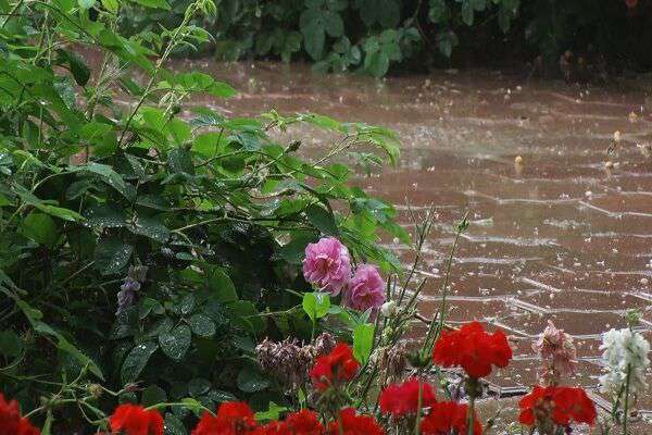 رگبار باران و وزش باد شدید در شمال غرب کشور/توصیه سازمان هواشناسی به پرهیز از اتراق در حاشیه رودخانه‌ها