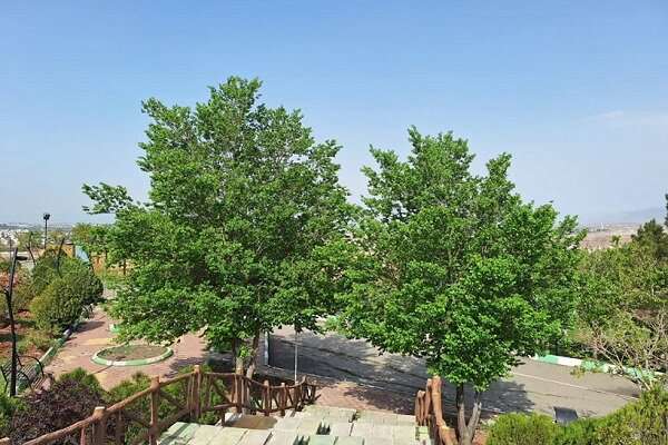 پارک جنگلی آبشار؛گنجینه سبز تبریز برای لحظاتی سرشار از آرامش