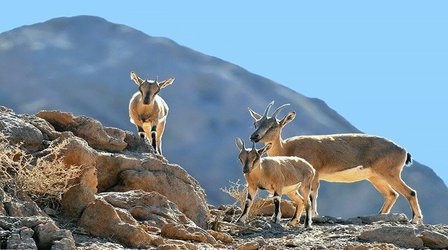 دستورالعمل پیشگیری و کنترل بیماری‌های حیات وحش ابلاغ شد