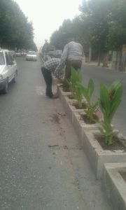 کاشت گل اختر و گل های زینتی در سطح شهر