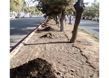 طرح تغییر گونه کشت در بلوار باهنر اجرا می شود