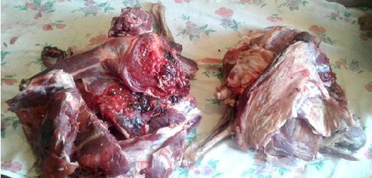 با تلاش محیط بانان:
   
   کشف وضبط بیش از ۱۵ کیلوگرم گوشت شکار از متخلف شکار غیر مجاز